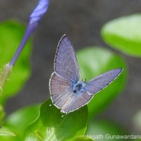 Leptotes plinius Fabricius, 1793